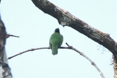 Chloropsis sonnerati