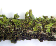 Frullania incumbens