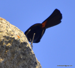 Copsychus fulicatus