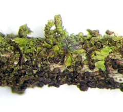 Frullania incumbens