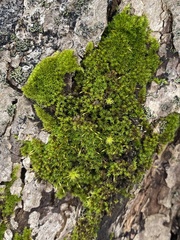 Drummondia prorepens