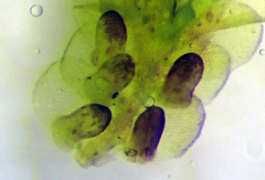 Frullania incumbens