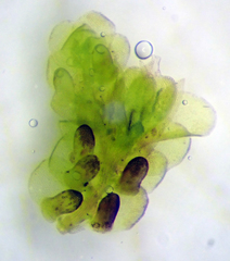 Frullania incumbens