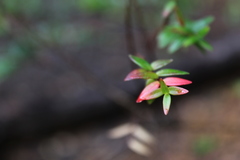 Metrosideros stipularis