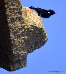 Copsychus fulicatus