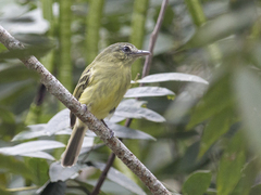 Tolmomyias sulphurescens
