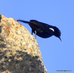 Copsychus fulicatus