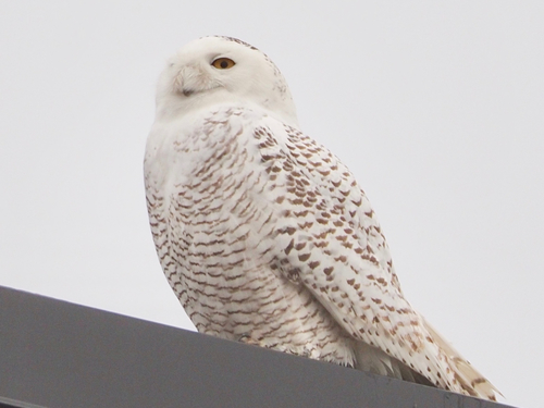 Snowy Owl