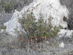 Helianthemum squamatum