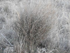 Bupleurum fruticescens