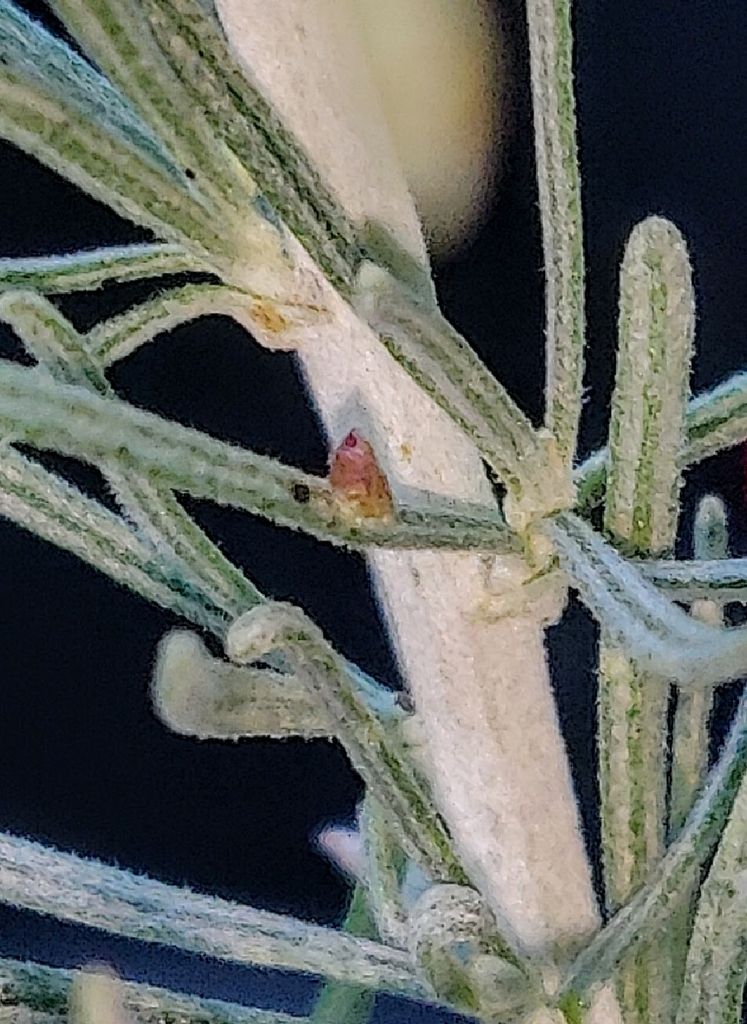Sagebrush Leaf Gall Midge