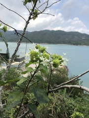 Clerodendrum canescens