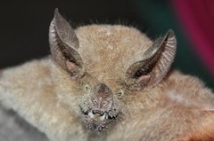 Trachops cirrhosus