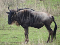 Connochaetes taurinus albojubatus