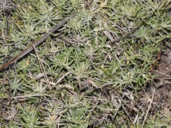 Plantago sempervirens