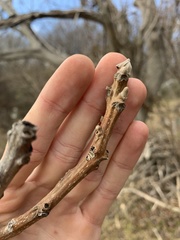 Juglans ailantifolia