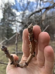 Juglans ailantifolia