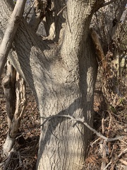 Juglans ailantifolia