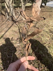 Juglans ailantifolia
