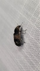 Dendropemon subfasciatus