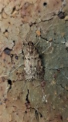 Mimaglossa nauplialis