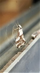 Philenora chionastis