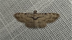 Sigilliclystis insigillata