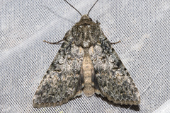 Ichneutica virescens