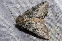 Ichneutica virescens