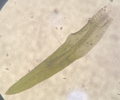 Ptychomitrium incurvum