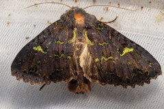 Meterana merope