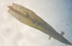 Ptychomitrium incurvum