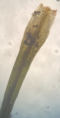 Ptychomitrium incurvum