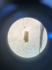 Ptychomitrium incurvum