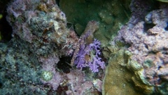 Stylaster roseus