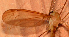 Nephrotoma macrocera