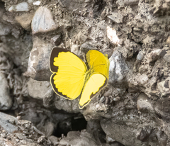 Eurema alitha