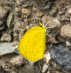 Eurema alitha