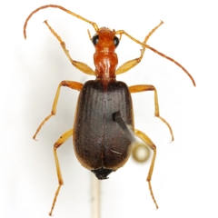 Brachinus adustipennis