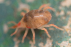 Bdelloidea