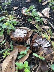 Basidiomycota