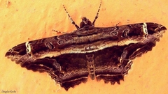 Ronania marmorides