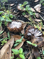 Basidiomycota