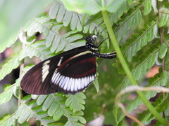 Heliconius cydno cydnides