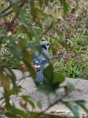 Cyanocitta cristata image