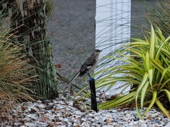 Mimus polyglottos image