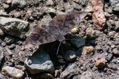 Pellicia