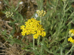 Achillea leptophylla
