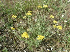 Achillea leptophylla