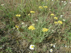 Achillea leptophylla